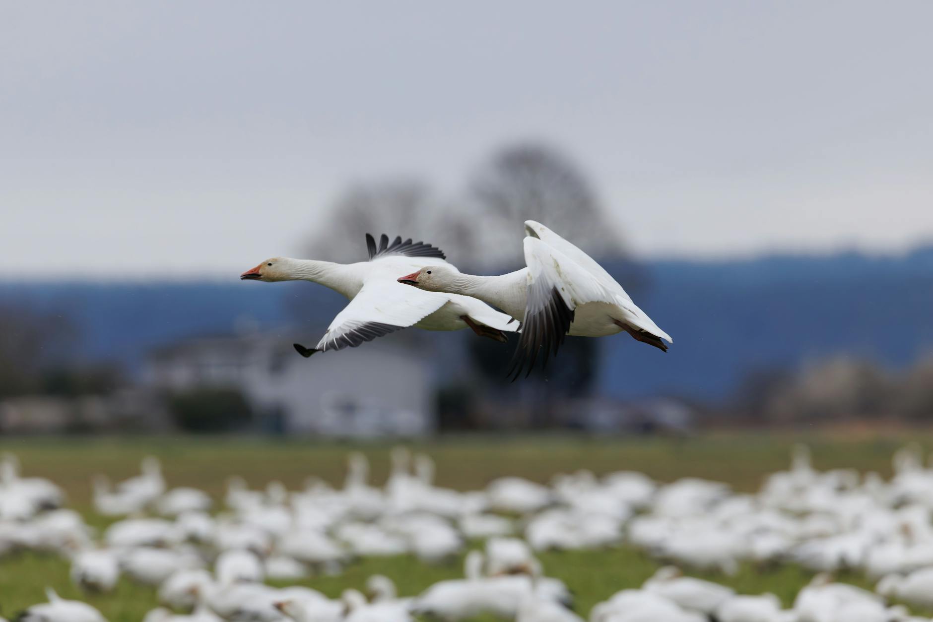 European Parliament plenary session with lawmakers voting on migration return policy reforms