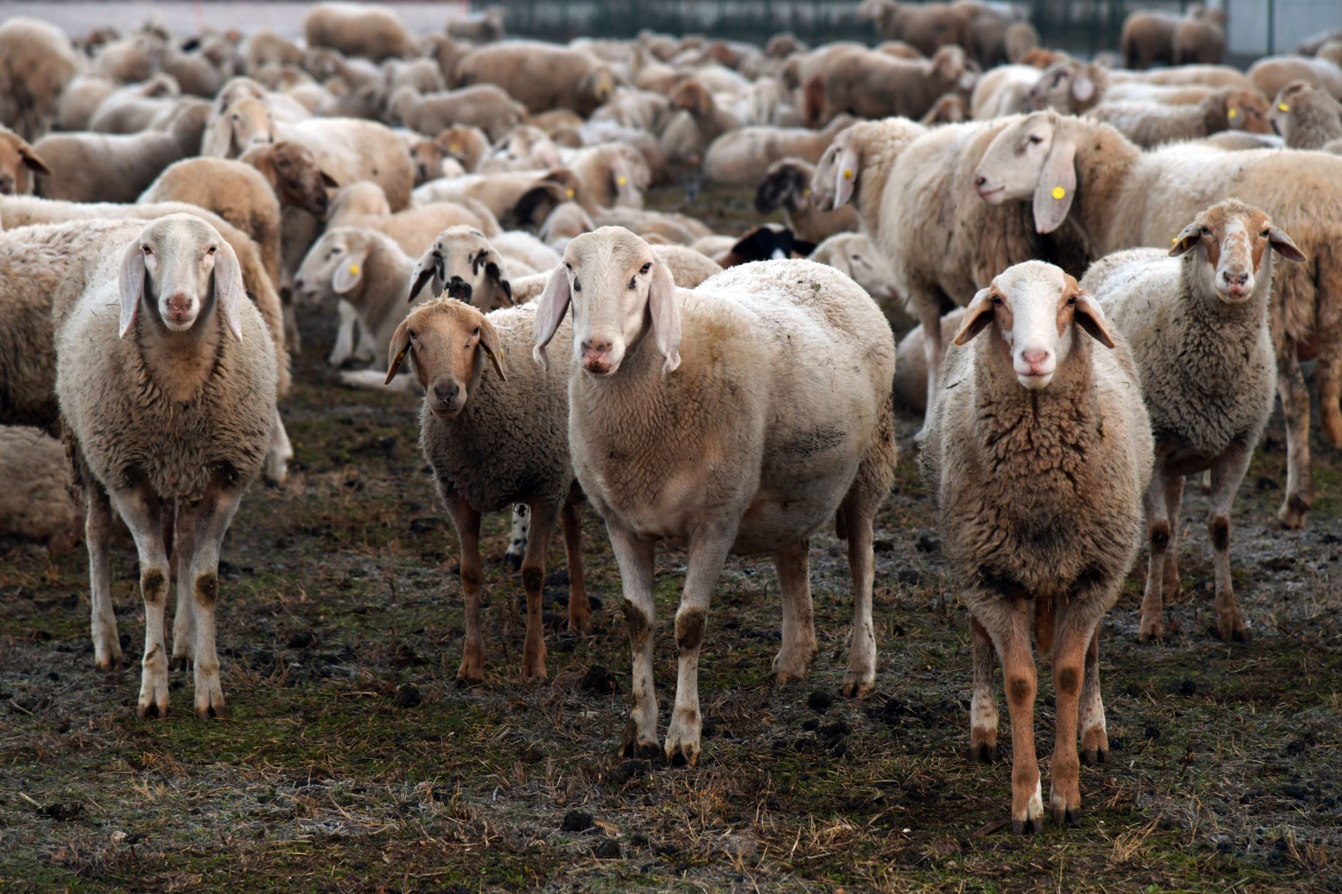 EU agriculture ministers meet in Brussels under the Irish presidency to discuss livestock, protein production and agricultural trade policy.